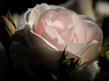 rose